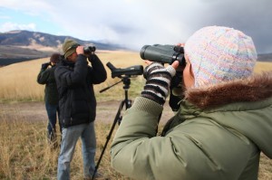 raptor sightings