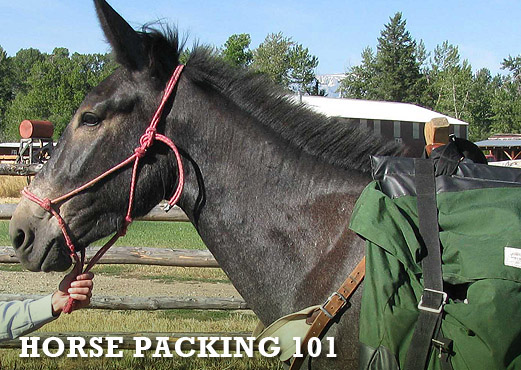 How to Pack a Mule with a Diamond Hitch & What to Bring