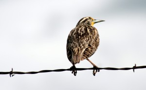 Bison Range Bird Count