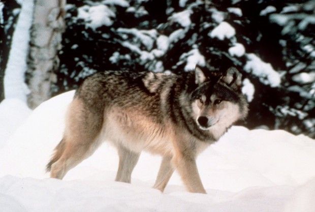 Montana Wolf