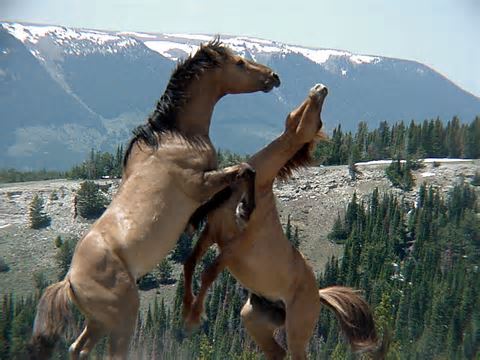 wild horses