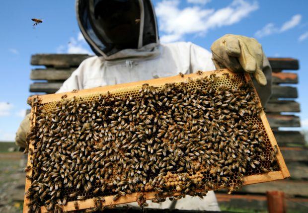 beekeeping in Montana