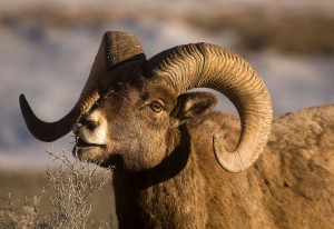 Bighorn Sheep