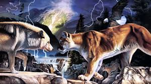 wolf and mountain lion