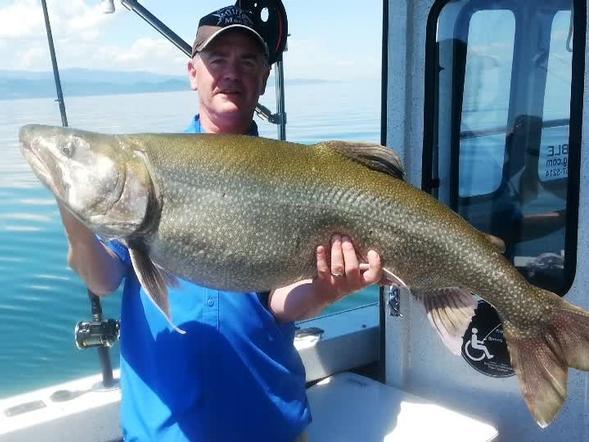 Flathead lake trout