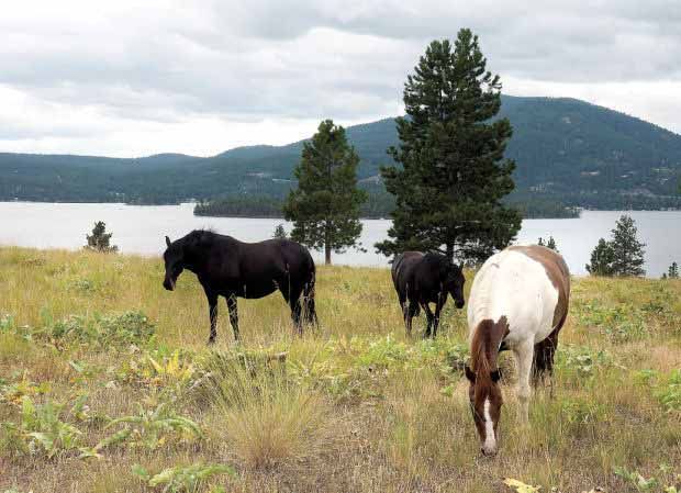 Wild Horse Island