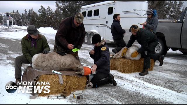 bighorn sheep airlift