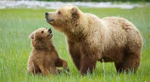 grizzly bears