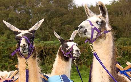 Llama Trek at Lone Mountain Ranch