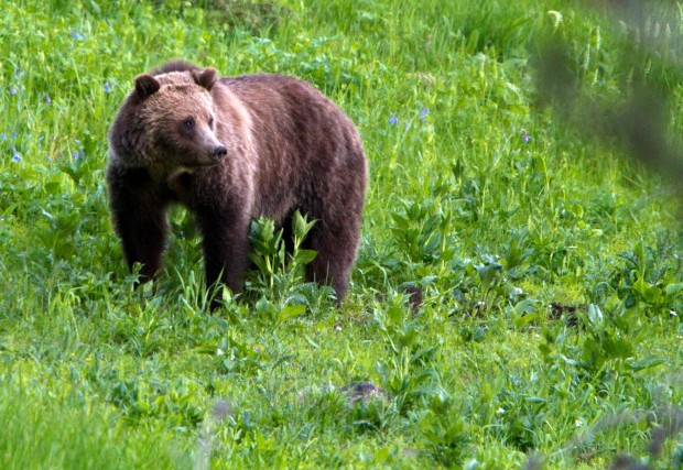 grizzly bear montana