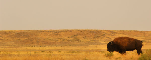 Montana bison