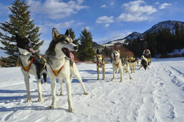 dogsled Montana