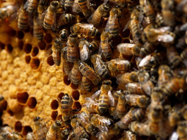 Montana Honey