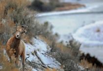 bighorn sheep