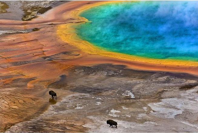 Yellowstone bison