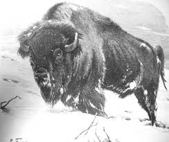 bison in Montana