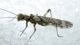 glacier stonefly