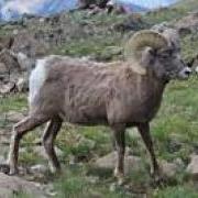 bighorn sheep