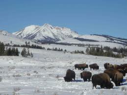 Yellowstone in winter