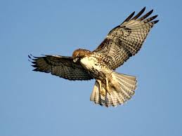 redtail hawk