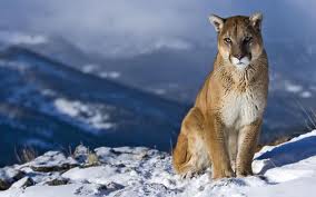 Montana mountain lion