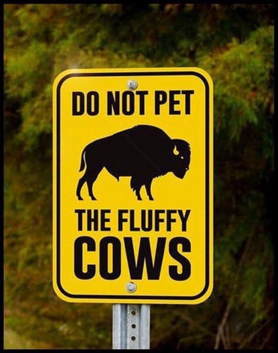 Do Not Pet the Fluffy Cows