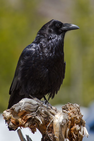 3 Raven
