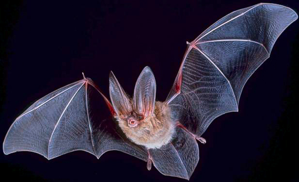Bat