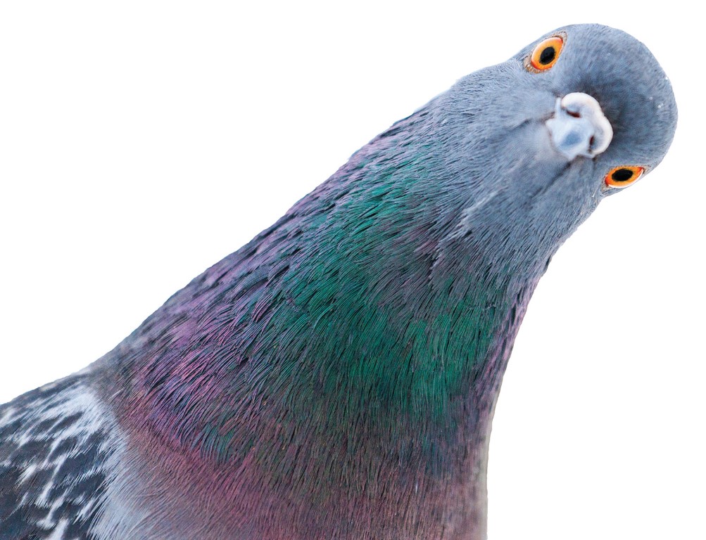 Pigeon