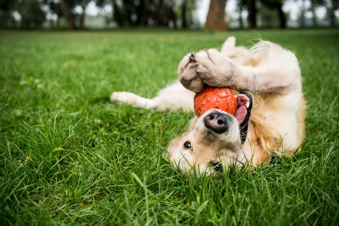 Playful doggy