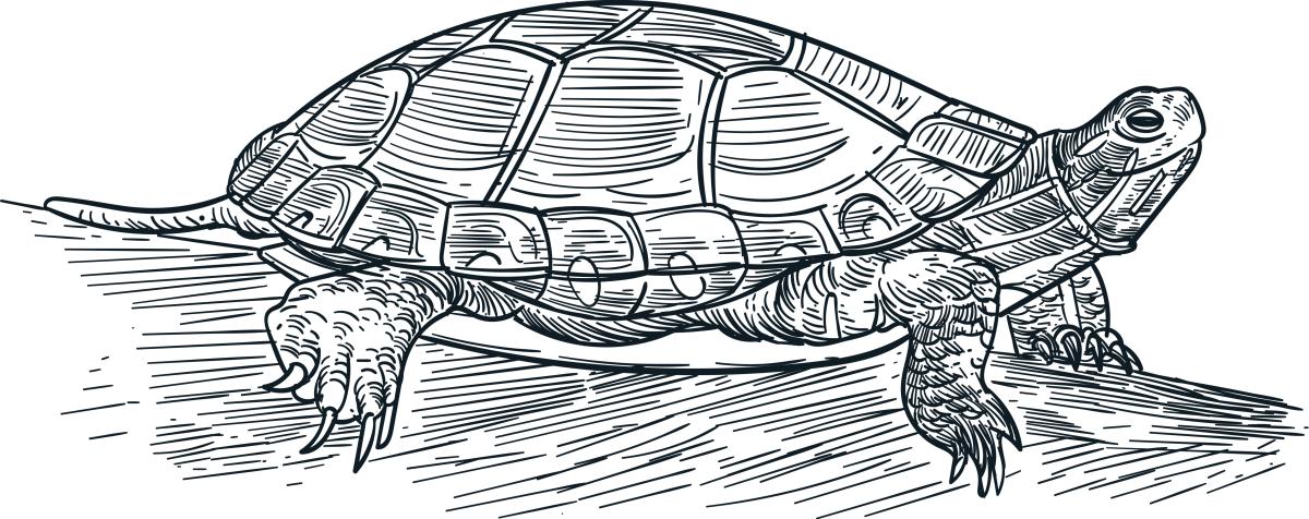 turtle