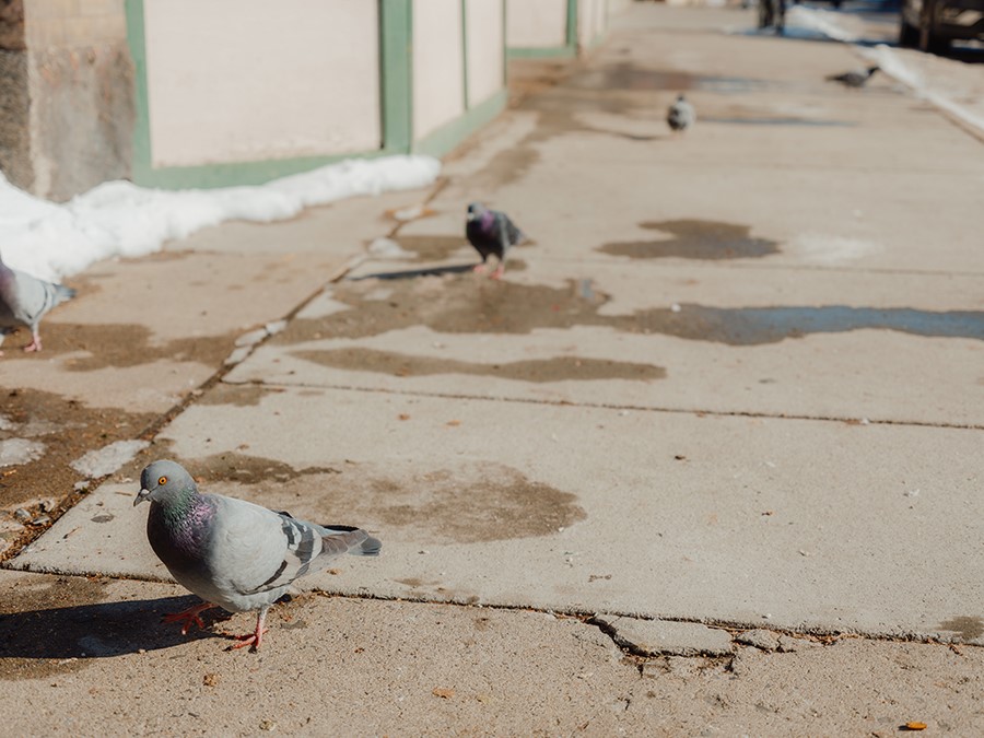 Against the World: the Secret Life of Butte's Pigeons