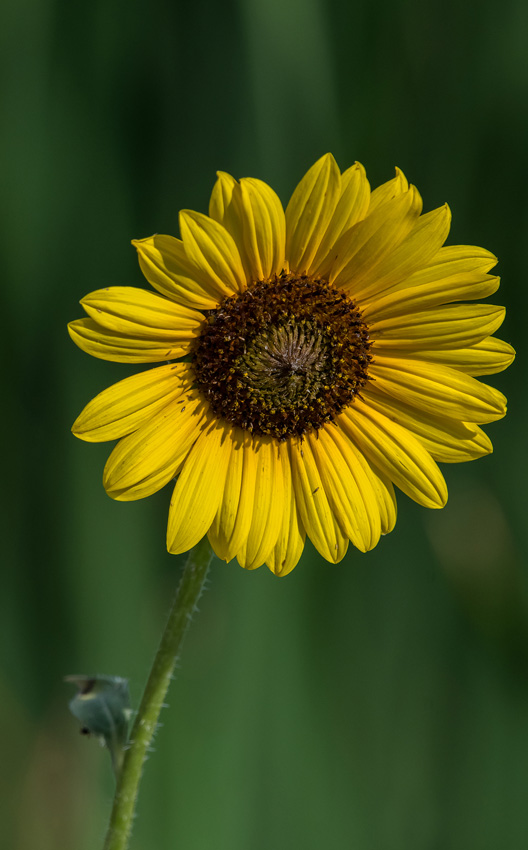 Yellow flower