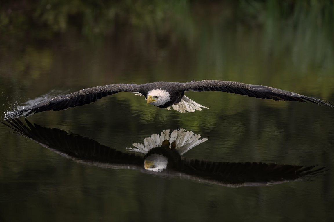 Eagle grazing water