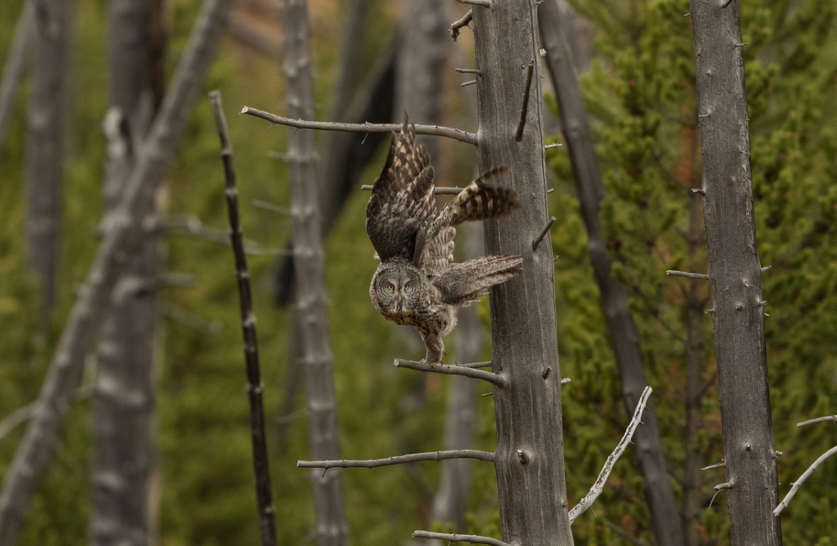 Great Grey Owl