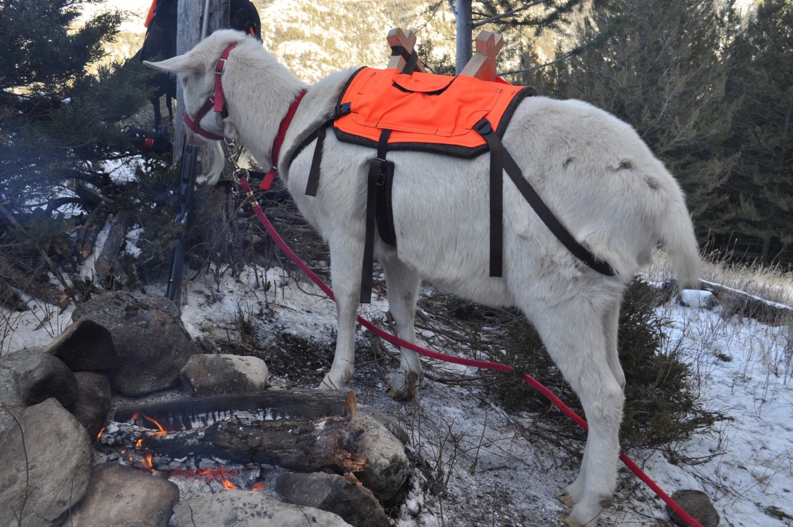 Goat with campfire