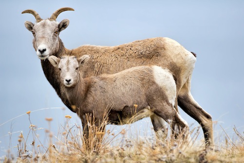 bighorn sheep1