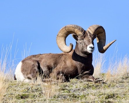 bighorn sheep 3