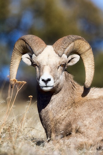 bighorn sheep 4