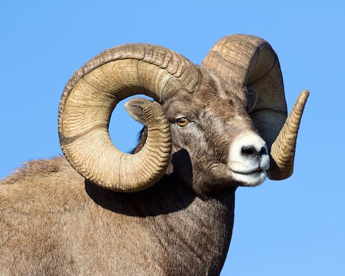 bighorn sheep 5