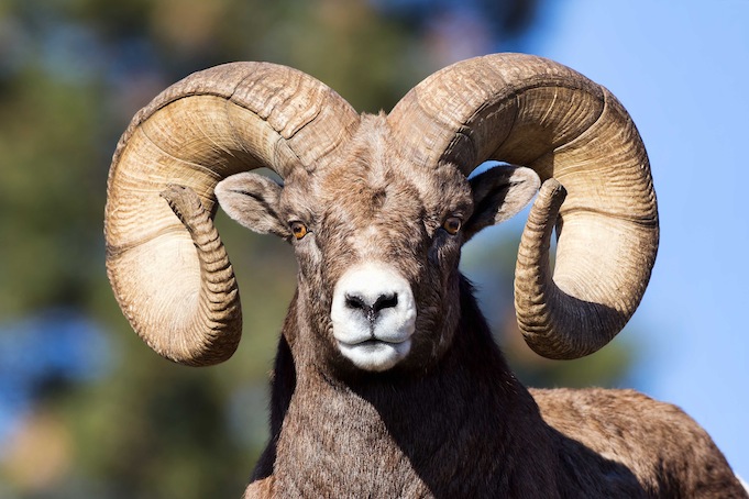 bighorn sheep6