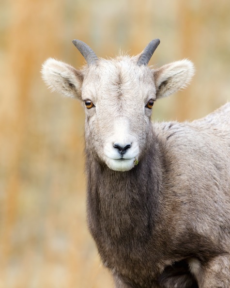 bighorn sheep7