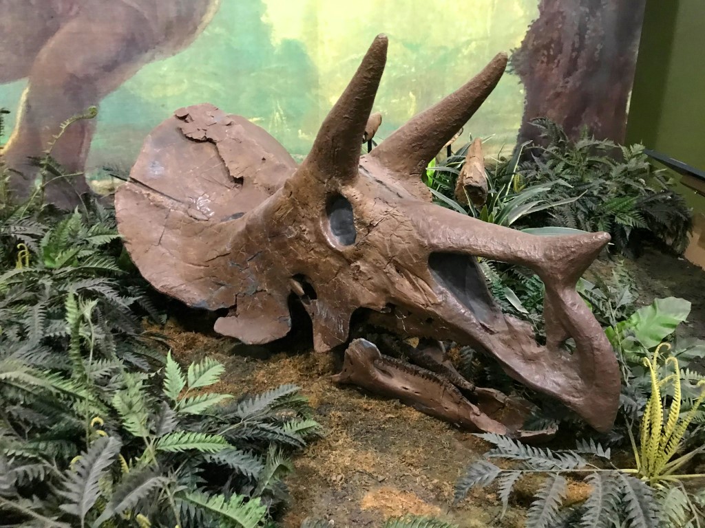 Makoshika Triceratops