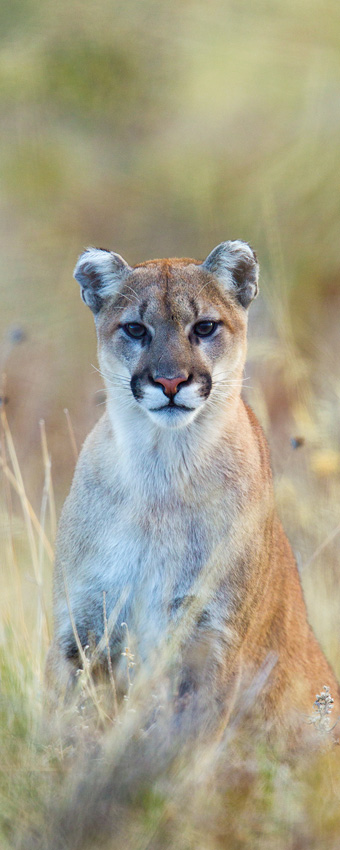 Mountain Lion