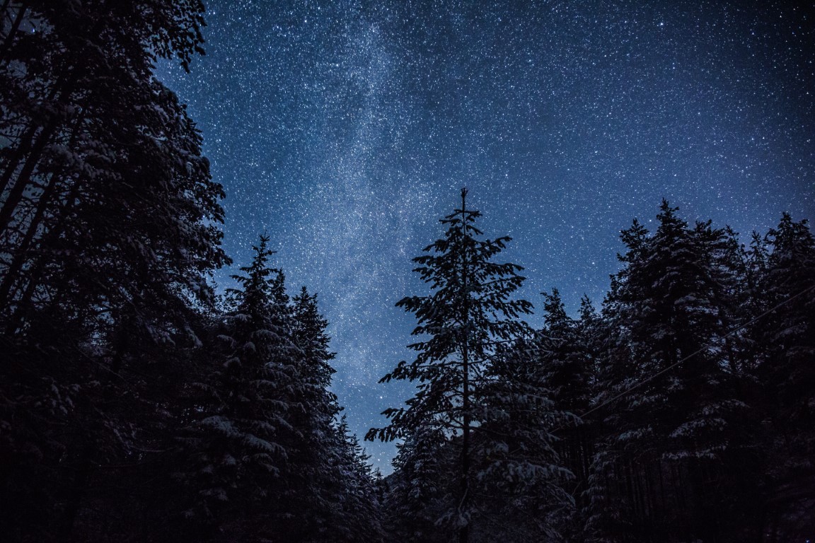 Night sky with forest