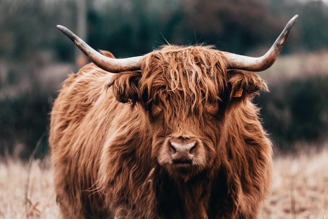 Scottish Highland cow