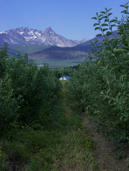 The apple trees at Montana Ciderworks have a spectacular view