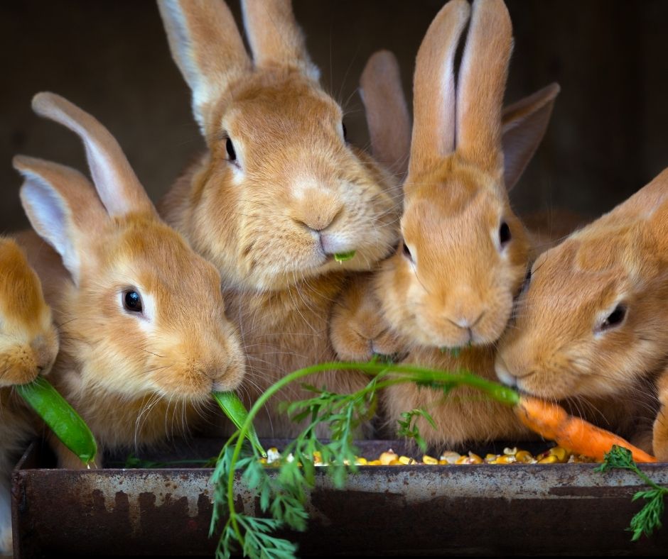 Rabbit farming in Montana