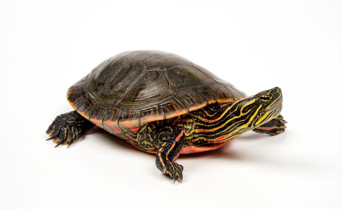 turtle