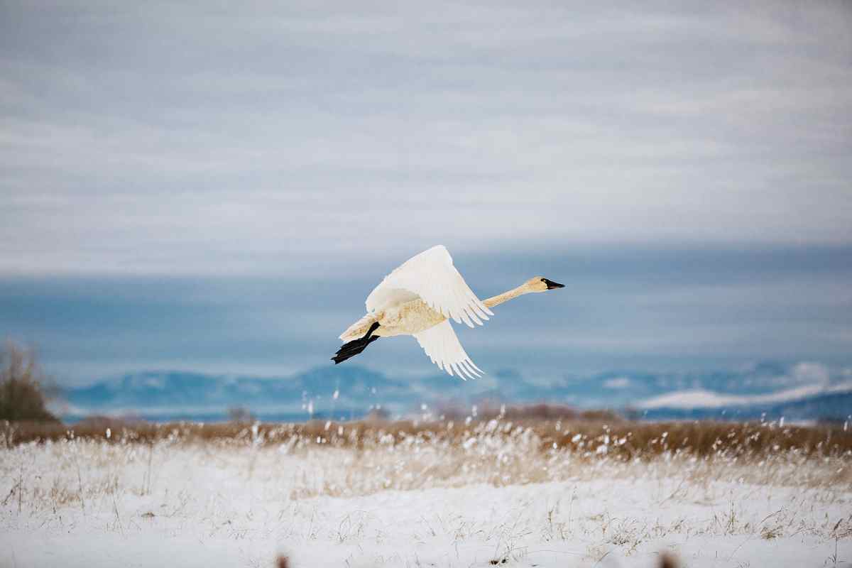 Teller Wildlife Refuge